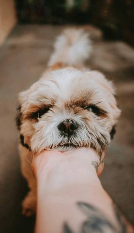 Checklist illustration for dog bite settlement process