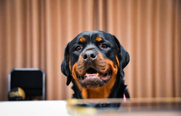 Attorney and parent reviewing dog bite settlement paperwork