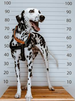 Stack of dog bite claim forms and insurance paperwork